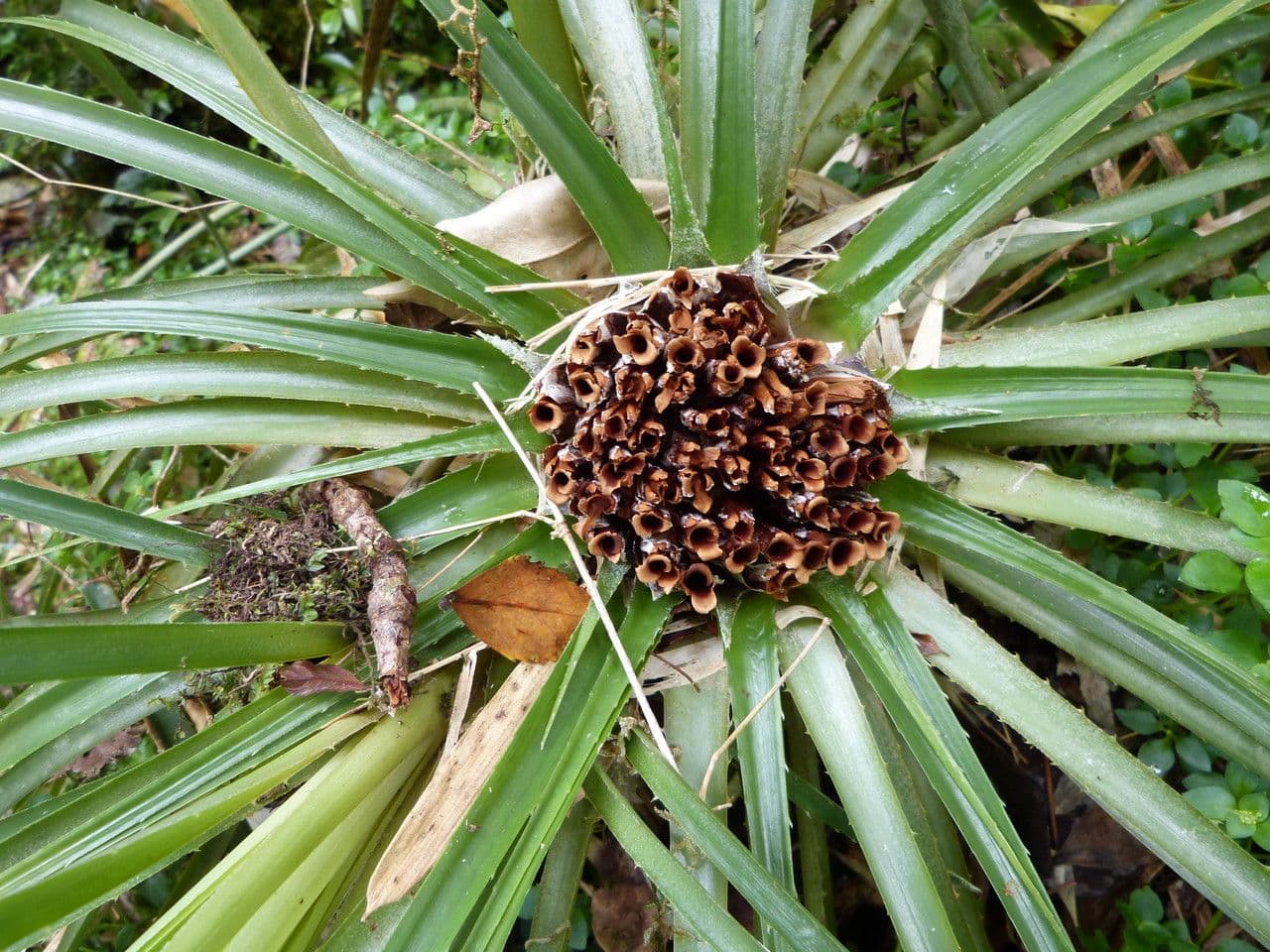 Fascicularia 2