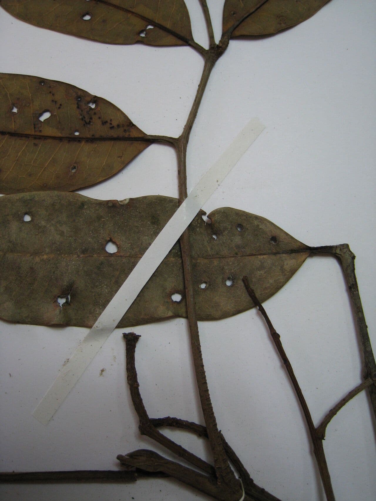 Dacryodes 2