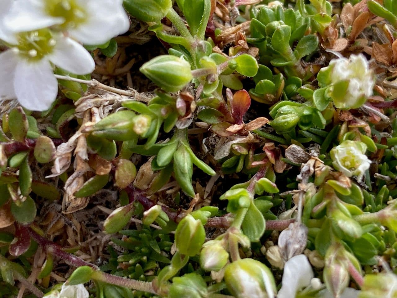 Arenaria biflora 13