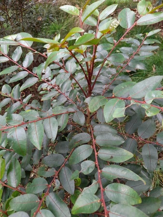 Phyllanthus phillyreifolius 20
