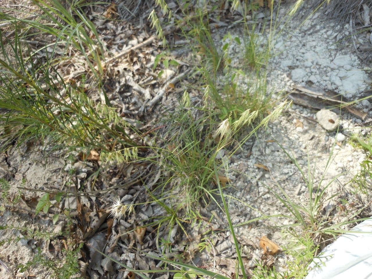 Bouteloua rigida 3