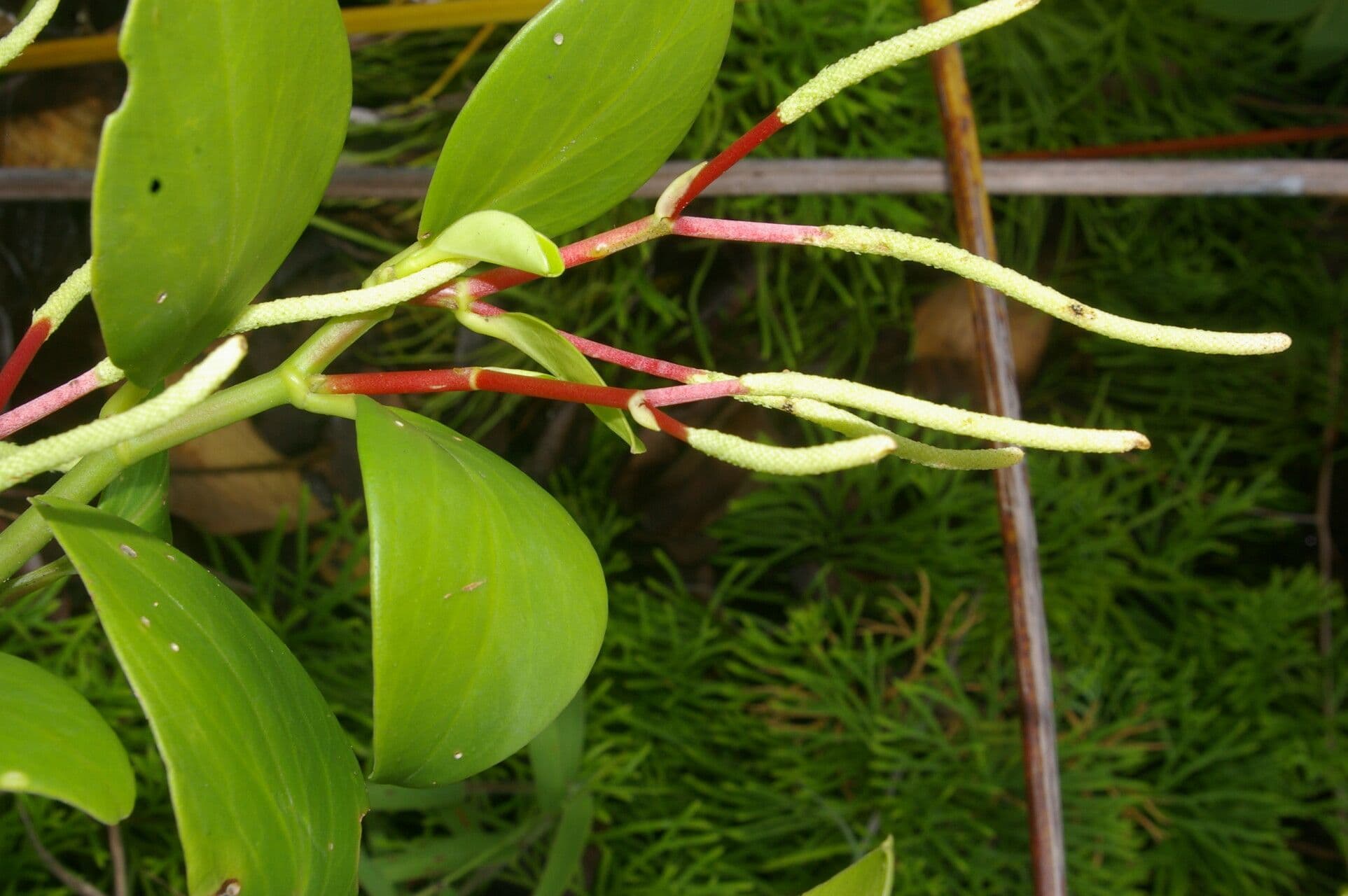 Pseudoalpine Zwergpfeffer 2