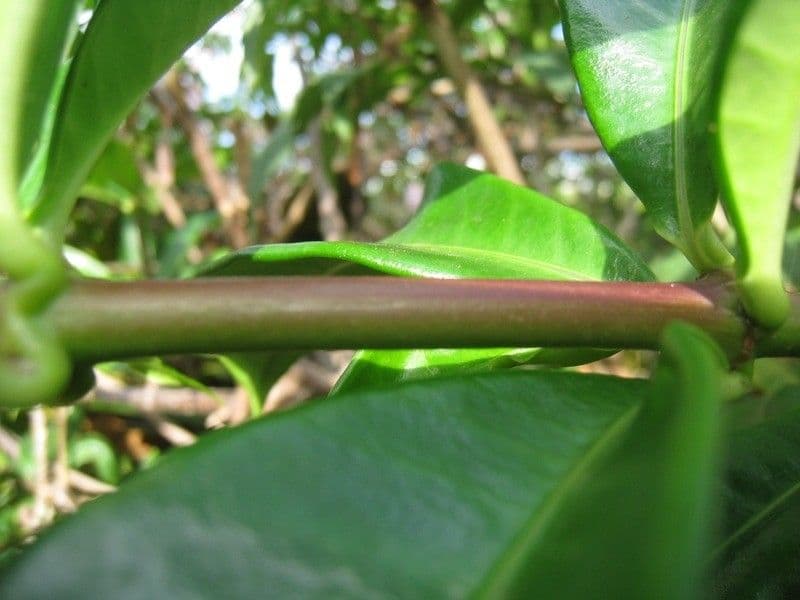 Allamanda 23