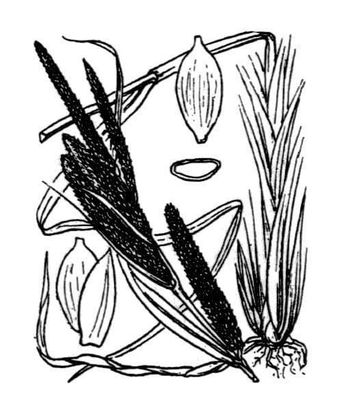 Carice minore 25