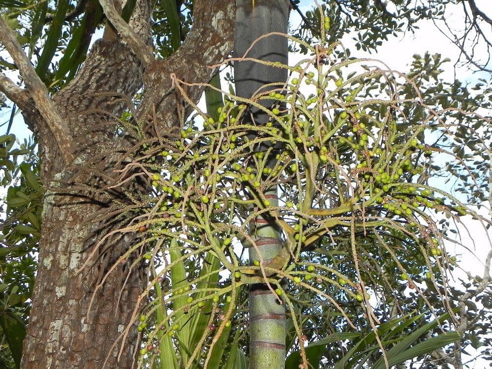 Basselinia 5