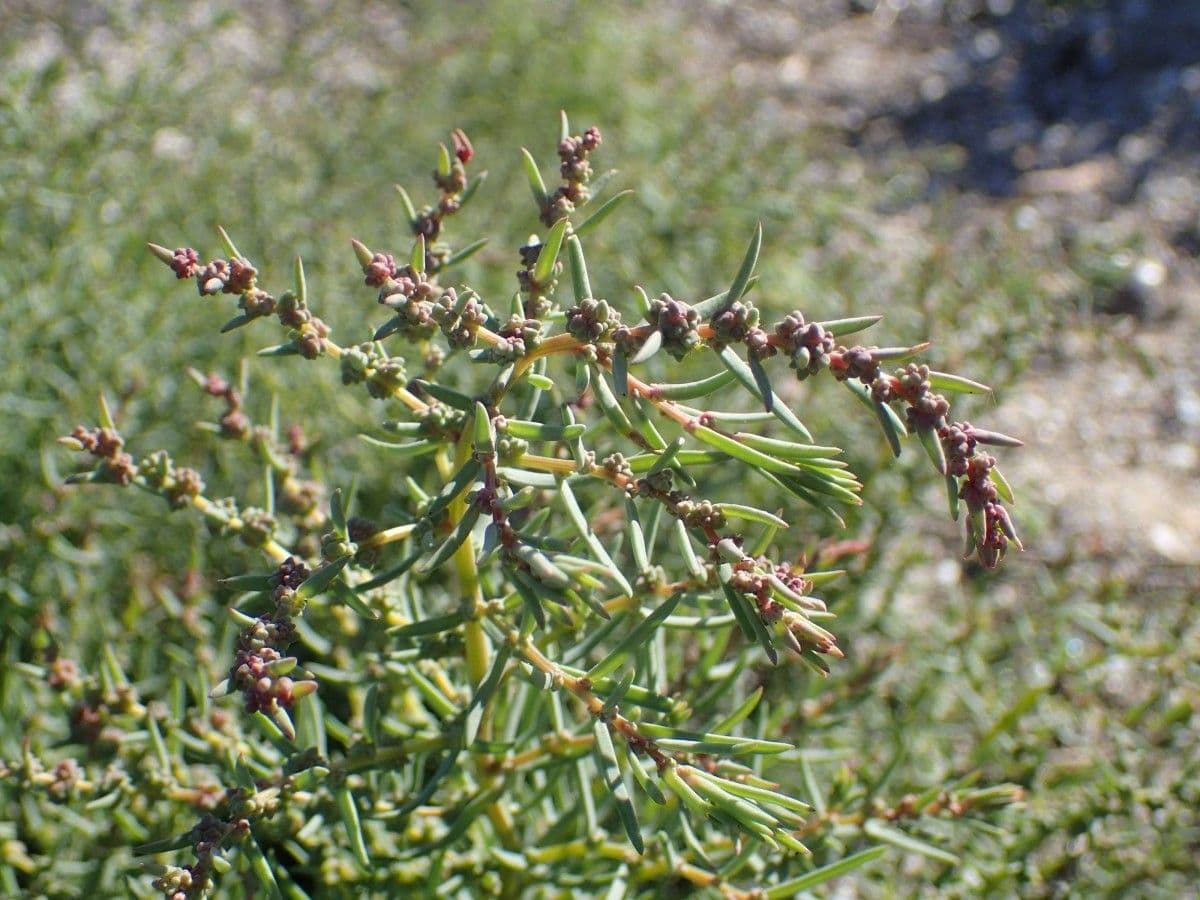 Suaeda marittima 26