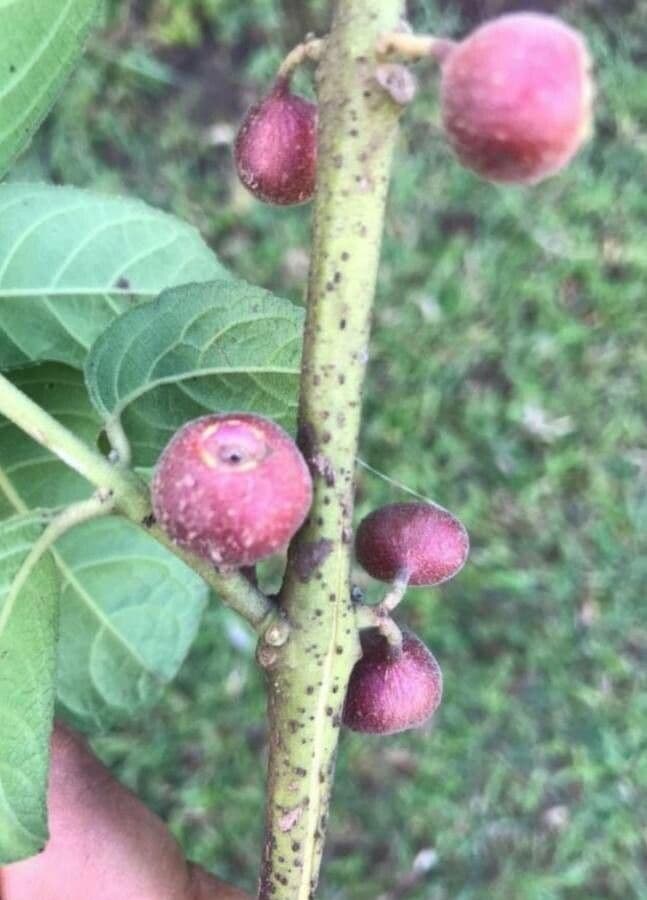 Siparuna brasiliensis