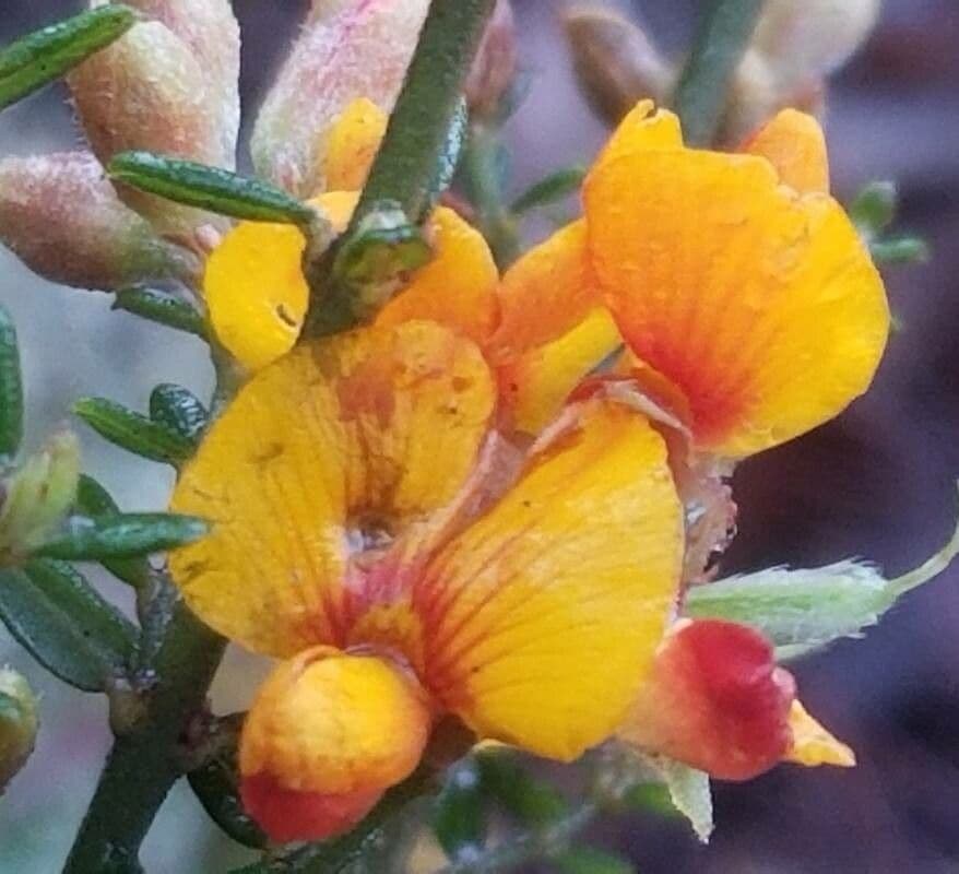 Dillwynia
