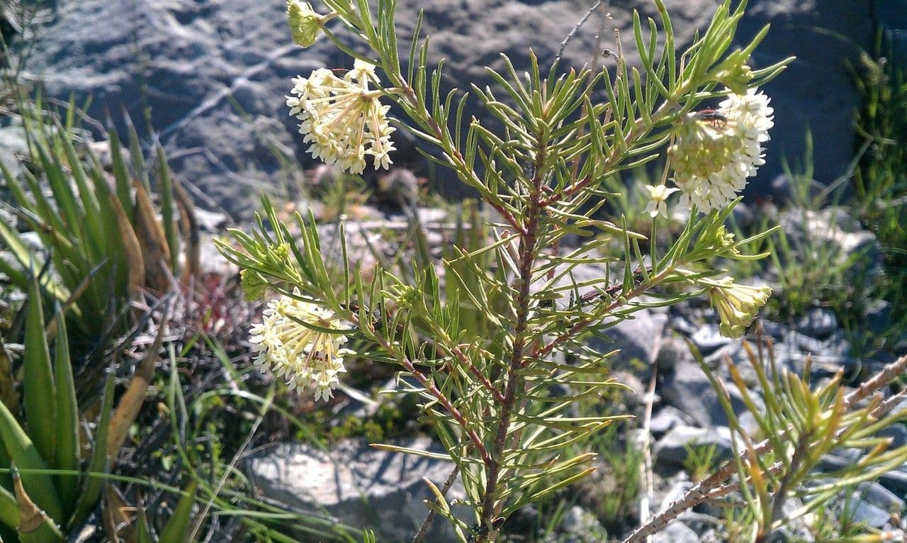 Asclepias linaria 11