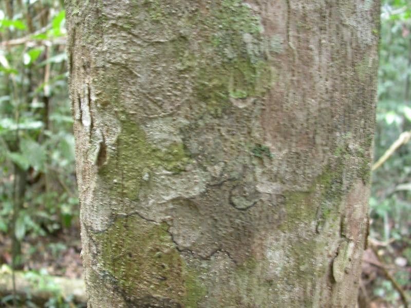 Eschweilera micrantha 15