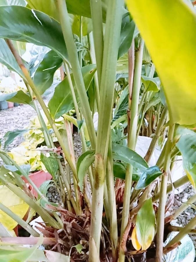 Zázvor purpurový 25