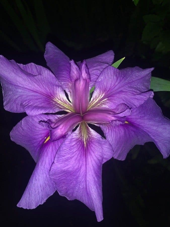 Iris 5