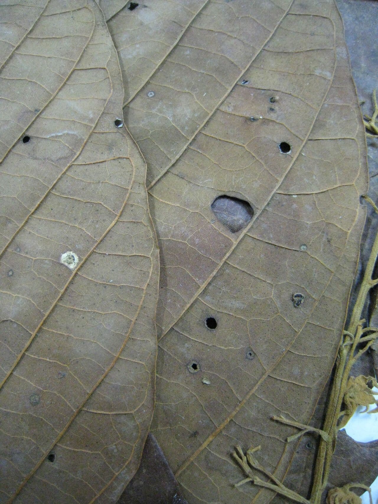 Sterculia 12