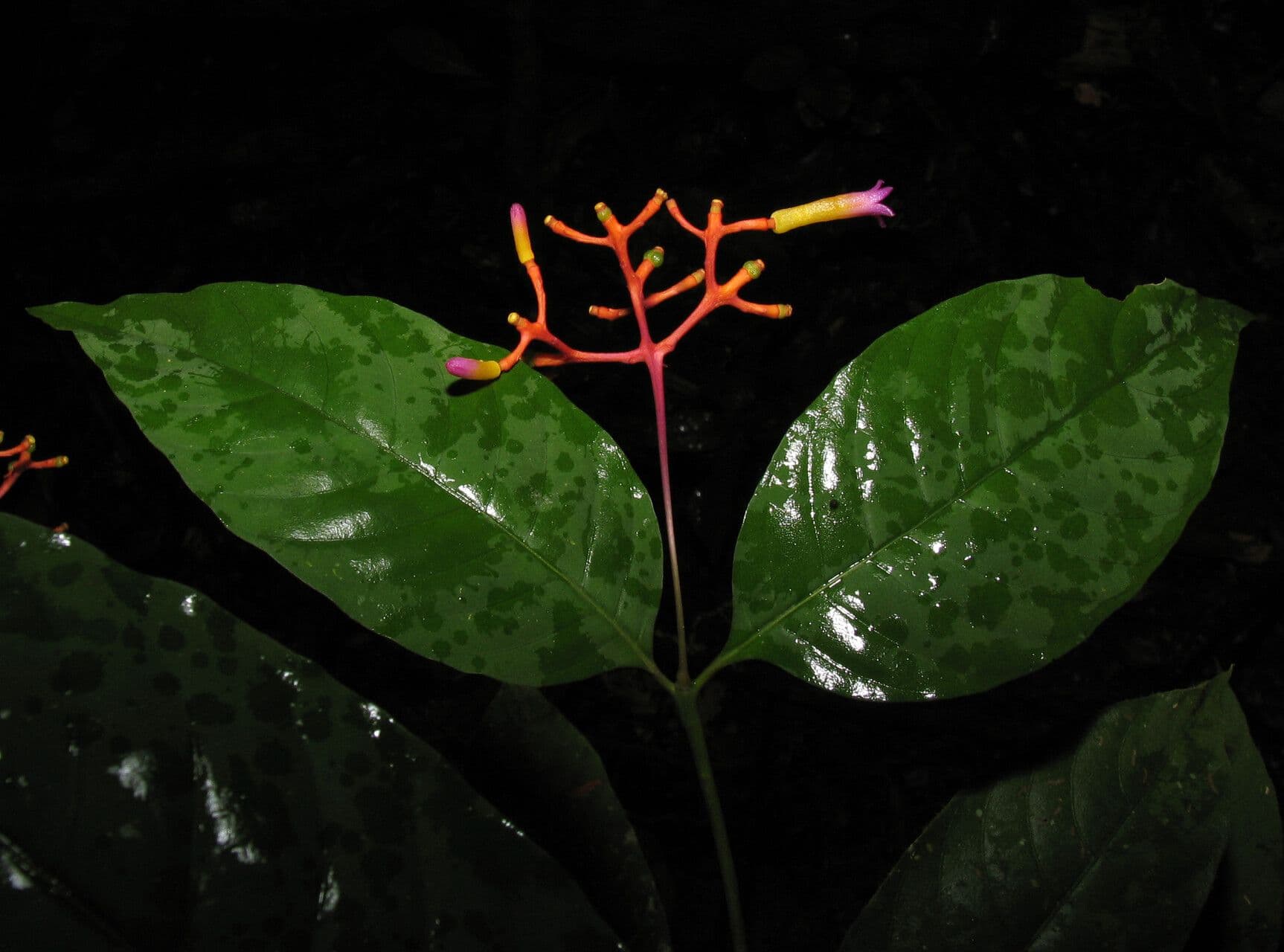 Palicourea croceoides 4