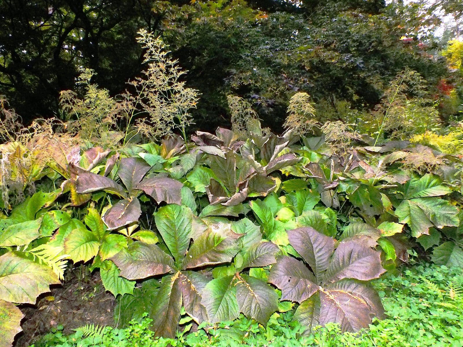 Rodgersia stopkatá 9