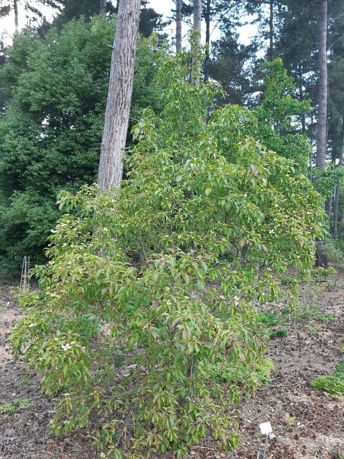 Cornus 7
