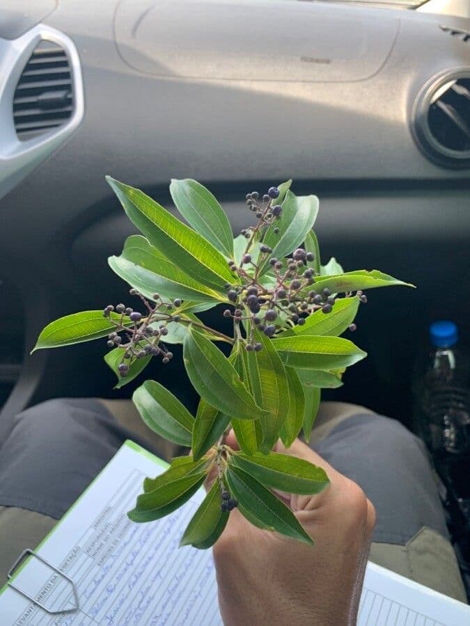 Miconia ligustroides 2