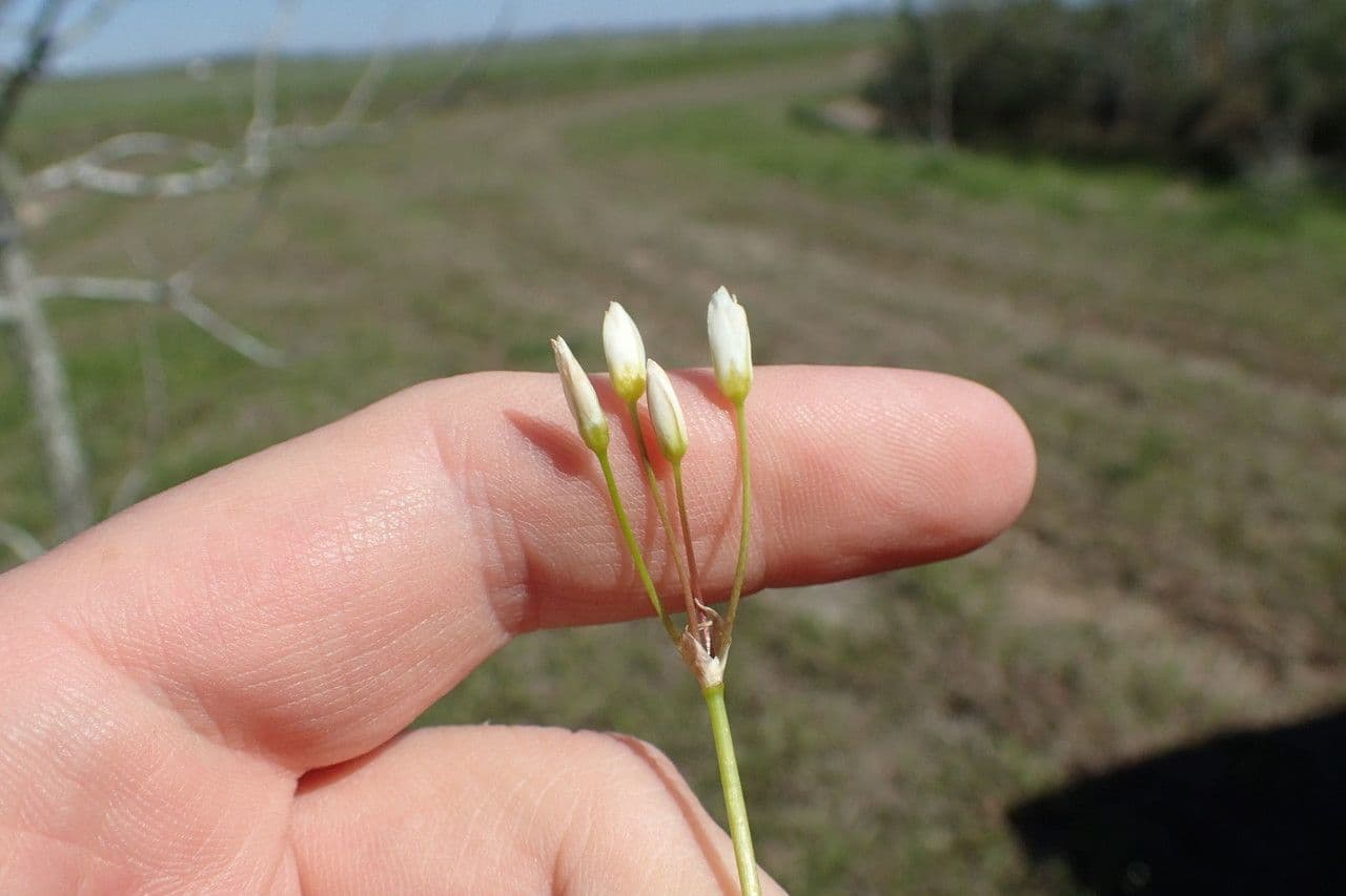 Nothoscordum bivalve 21