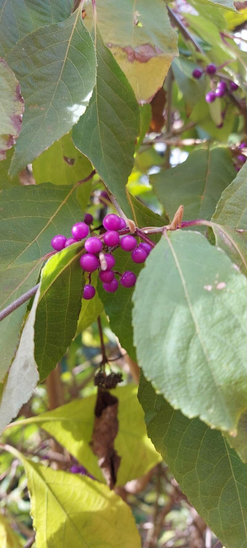 Callicarpa giapponese 7