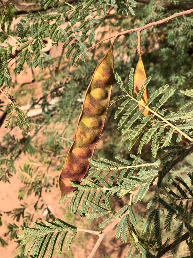 Seidenbaum