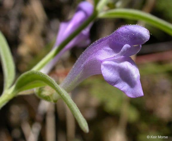 Scutellaria siphocampyloides 4