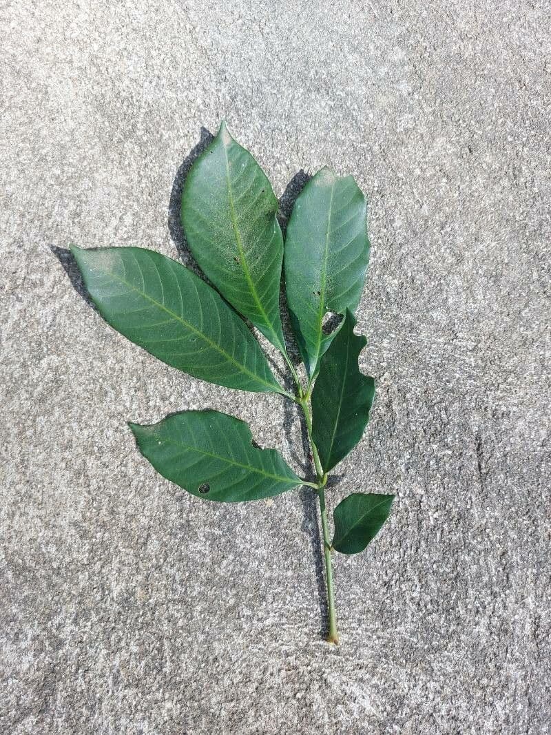 Trichilia martiana 14