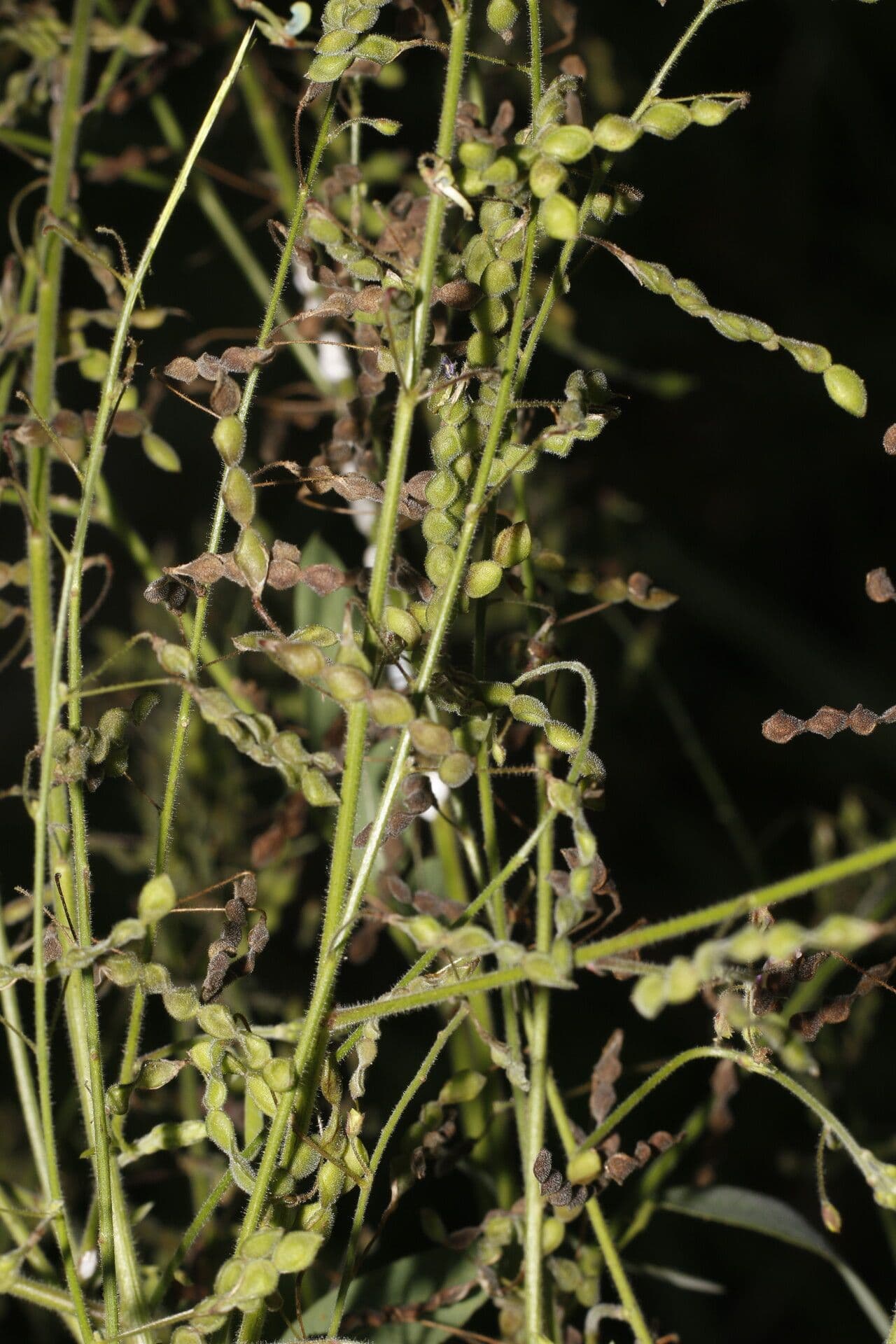 Desmodium distortum