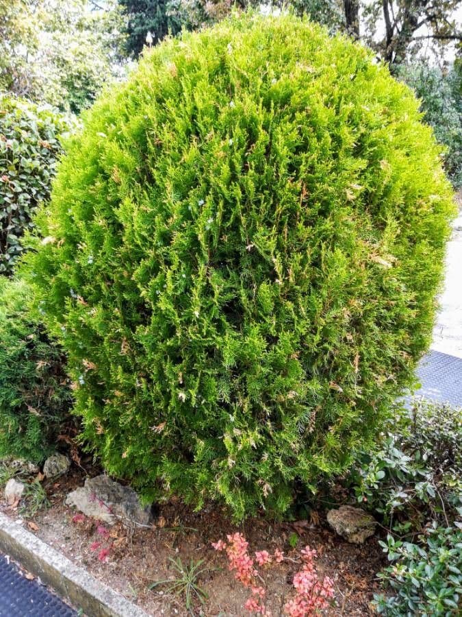 Arborvitae oriental 13