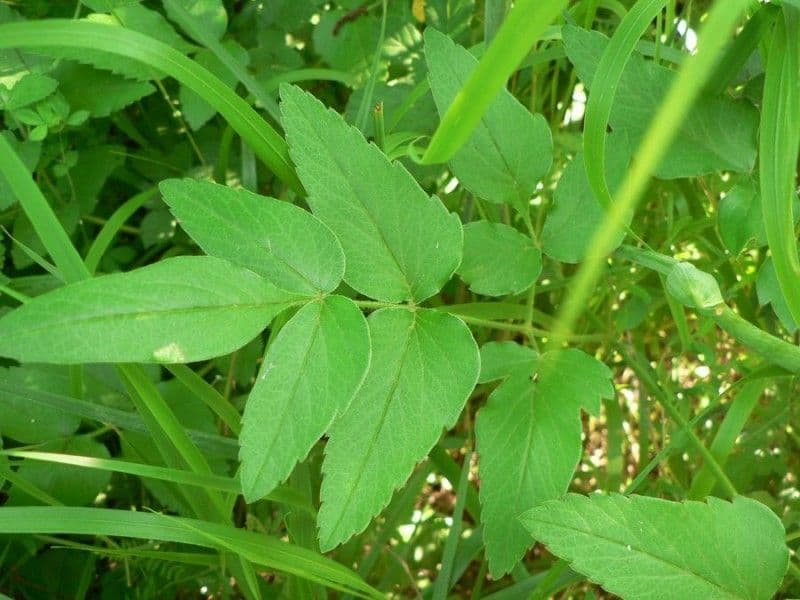 Thapsia Nestlerova 20