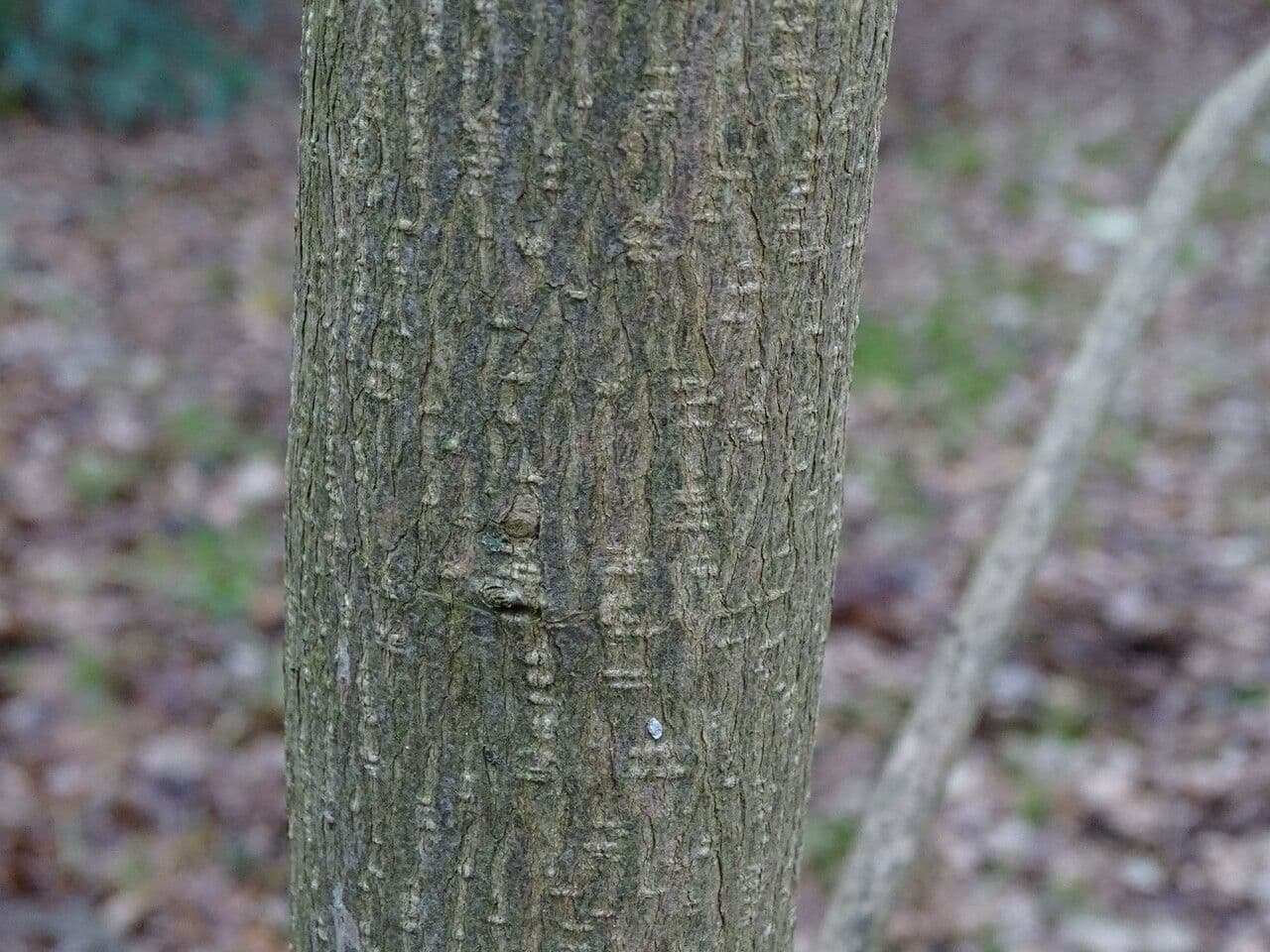 Emmenopterys 14