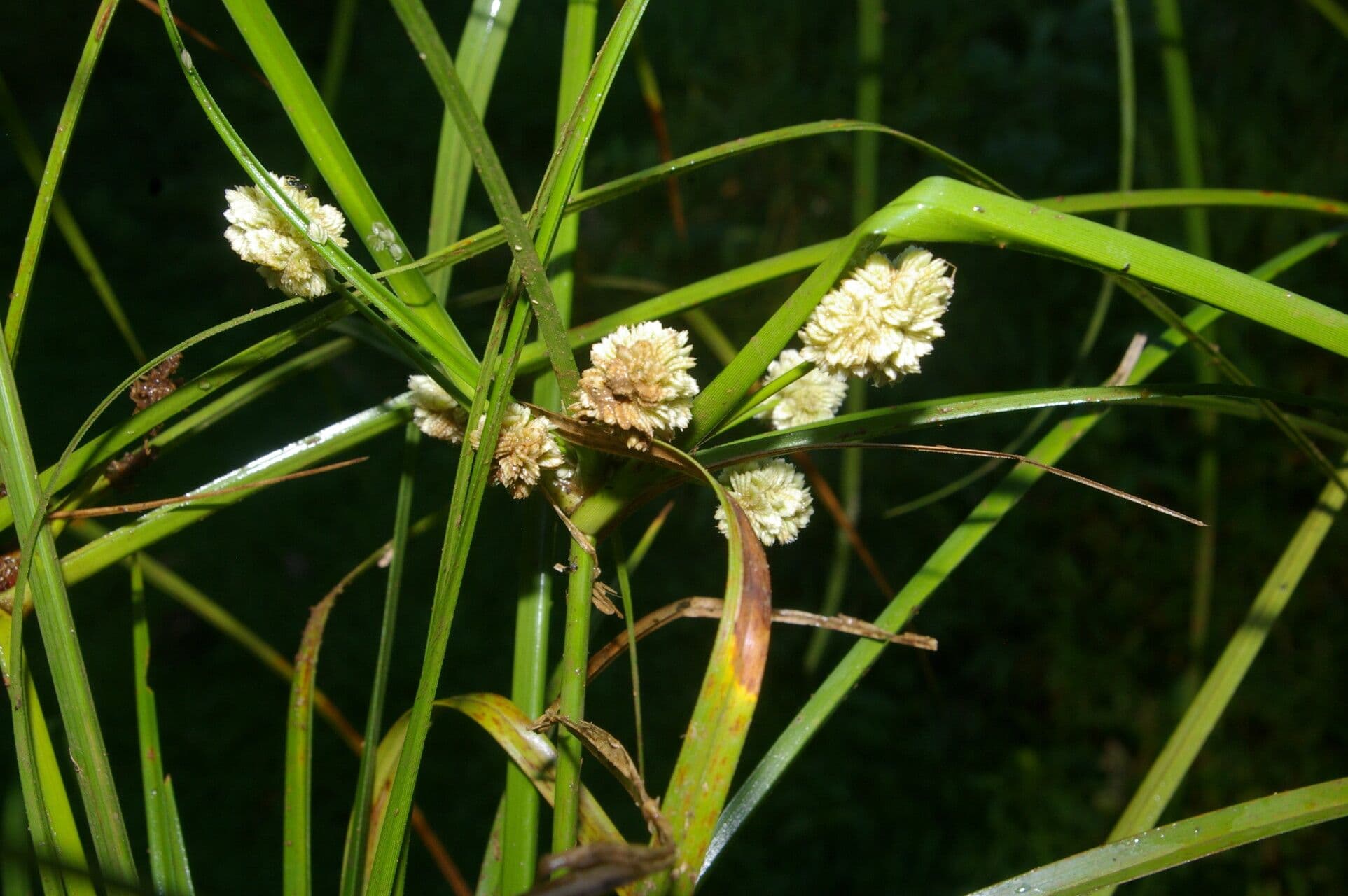 Schirmbinse 2