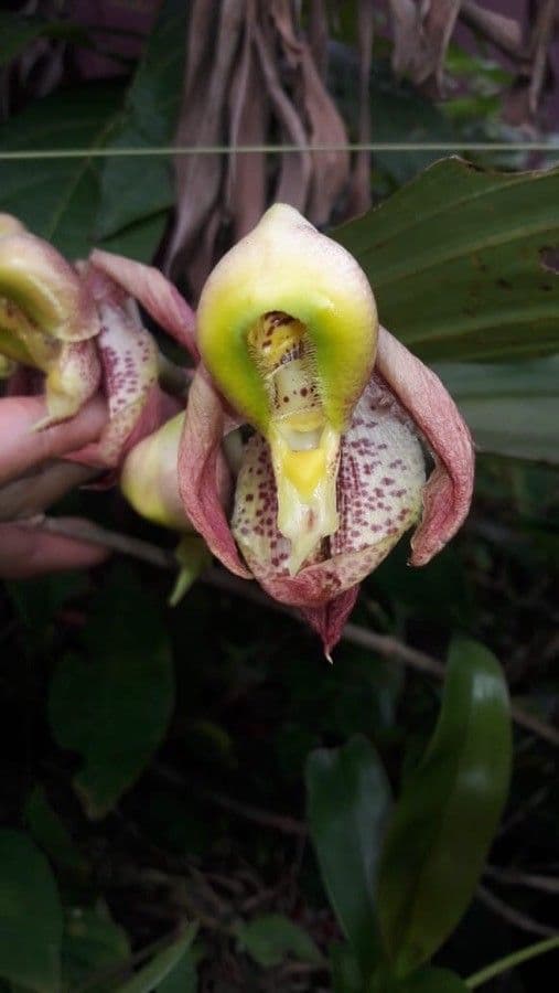 Catasetum maculato 8