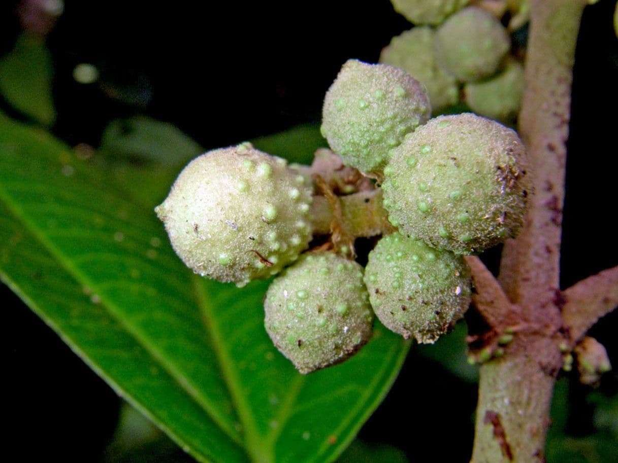 Conostegia