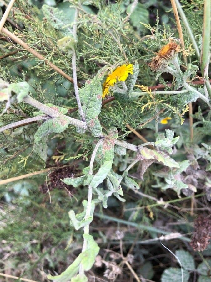Pulicaria odora 17