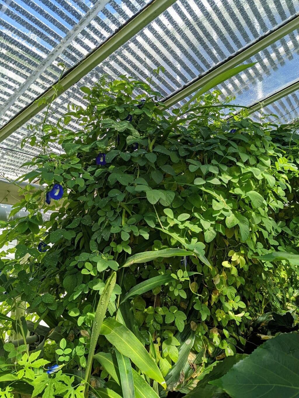 Clitoria ternatea 13