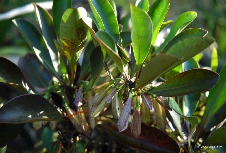 Thiollierea 4