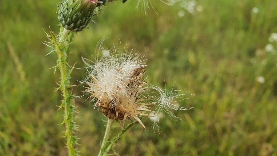 Weg-Distel 3