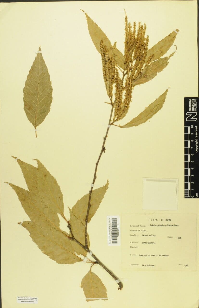 Erlen-Birke 10