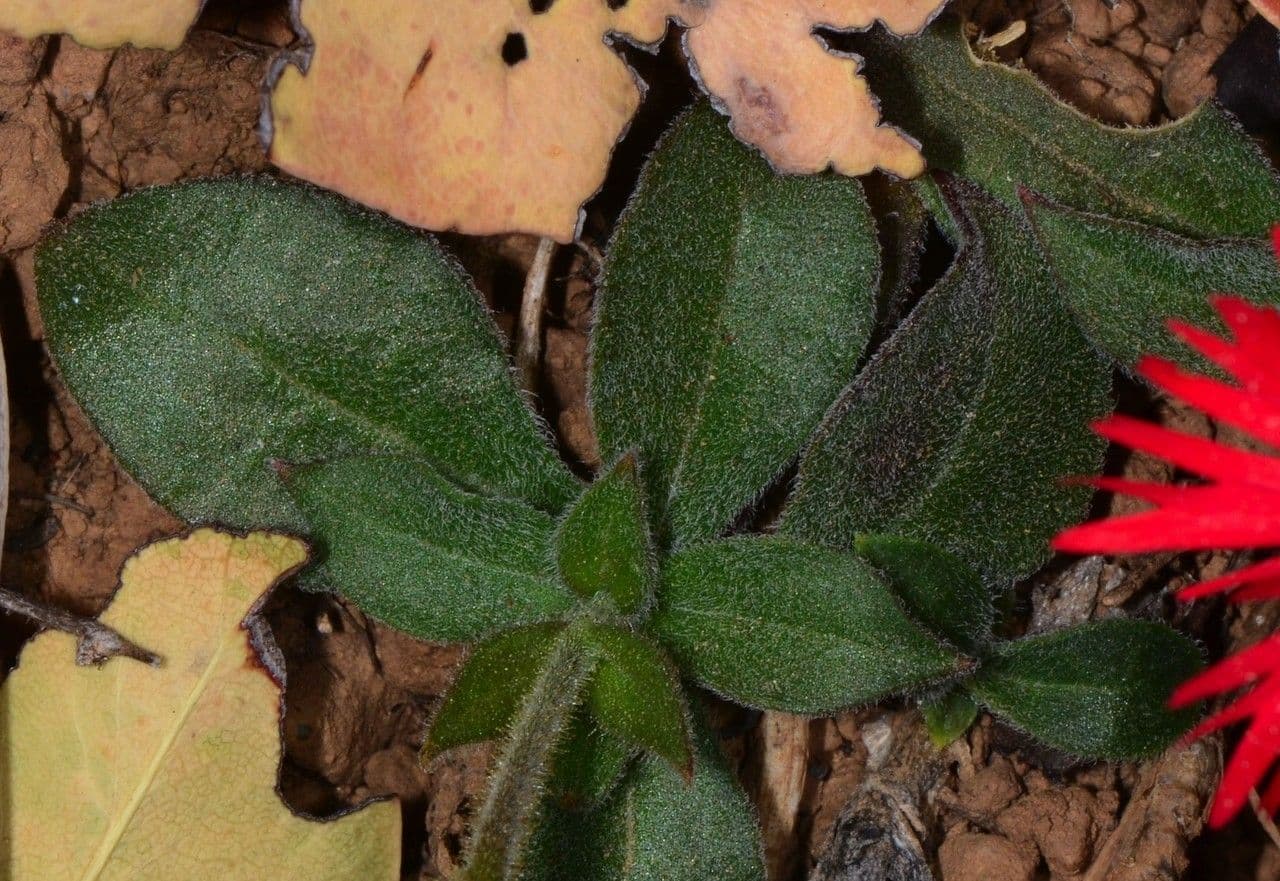Silene laciniata 13