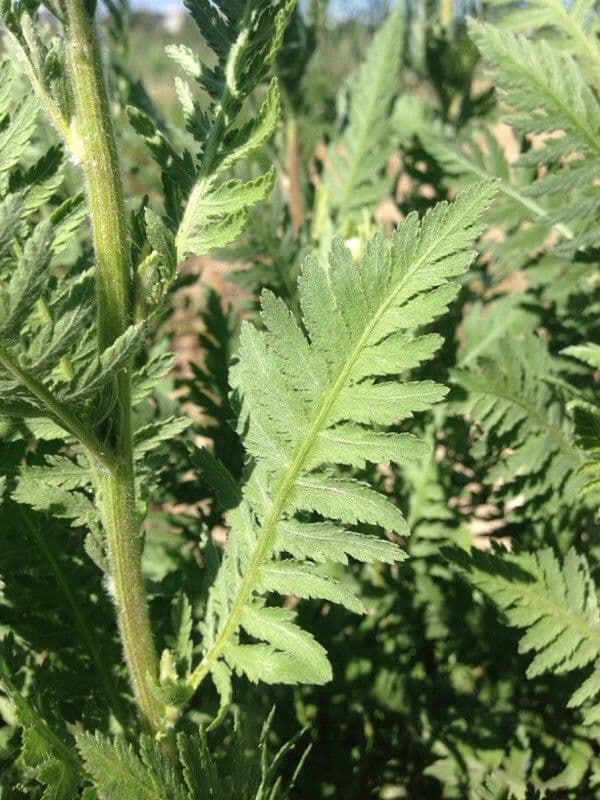 Achillea filipendula 16
