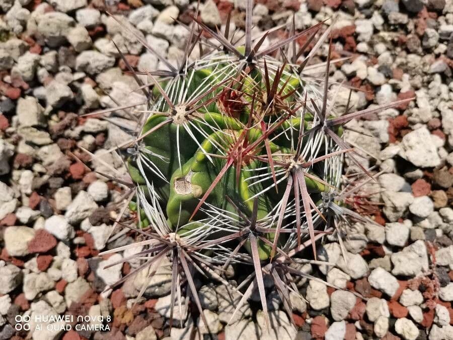 Cactus a botte uncino 21