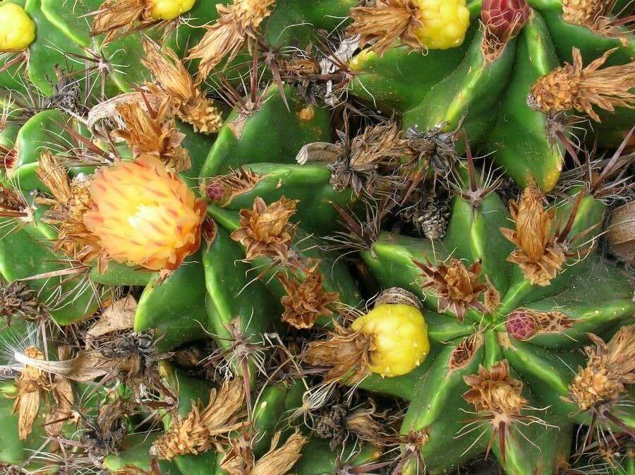 Ferocactus 2