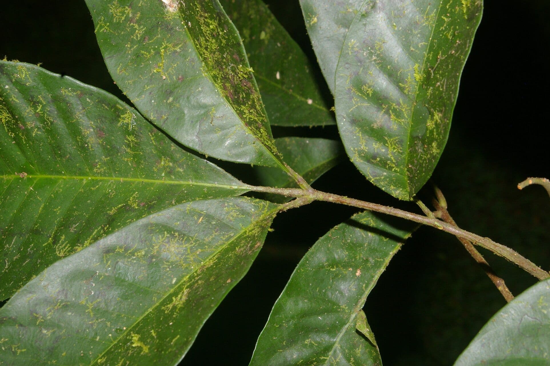Trichilia 2