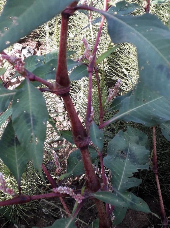 Persicaria de hoja de acedera 25