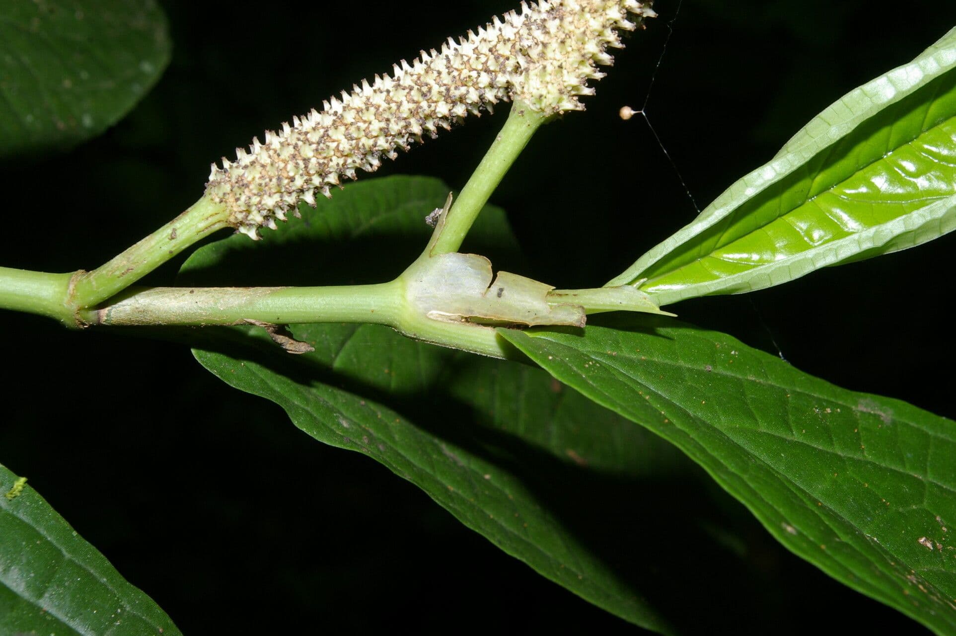 Pepe glabro 9