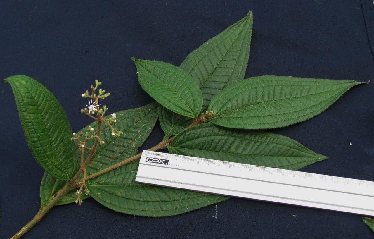 Miconia di Ibagué 10