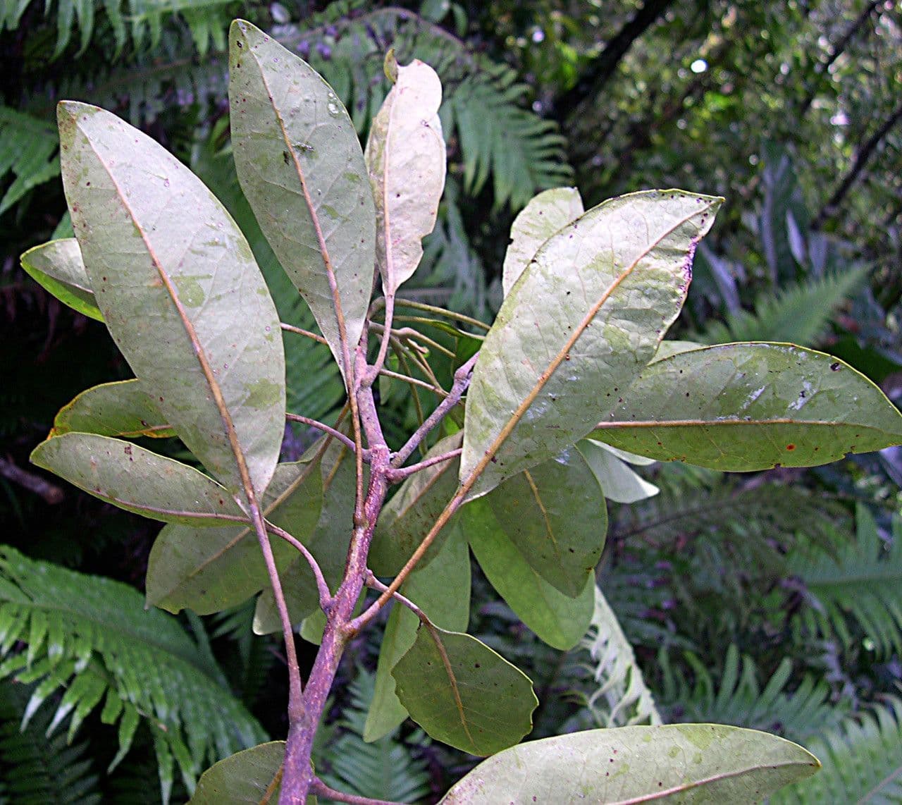 Sleumerodendron 9