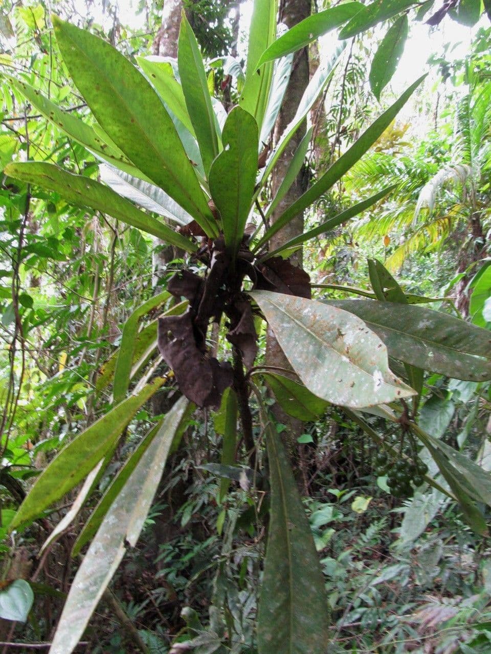 Hymenandra 10