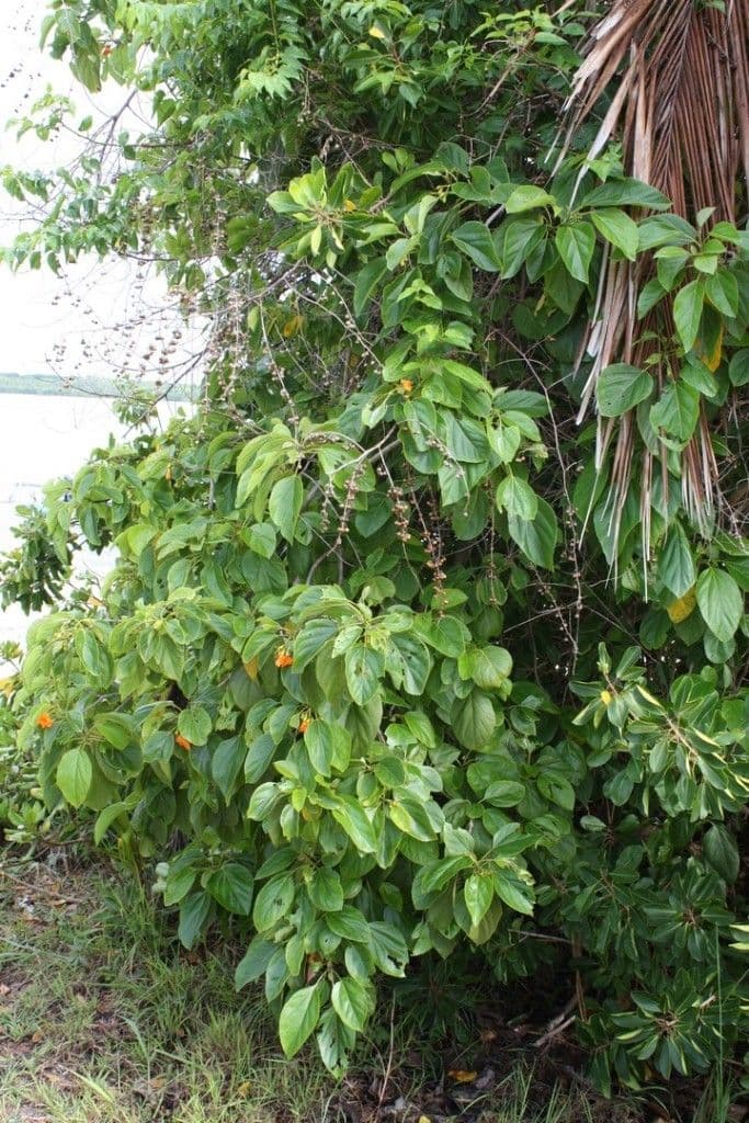 Cordia subcordata 15