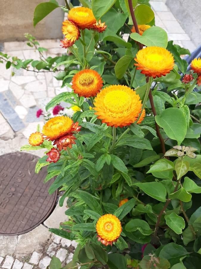 Xerochrysum 22